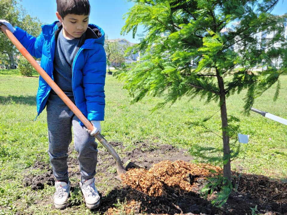 Young boy shovels mulch on newly planted tree
